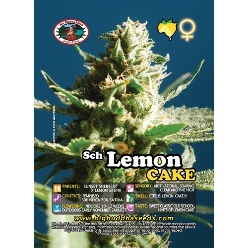 Sch' Lemon Cake - Big Buddha Seeds femminizzat Big Buddha Seeds €34,99