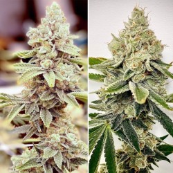 HiFi 4G - Dutch Passion femminizzati Dutch Passion €29,95