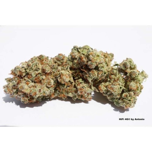 HiFi 4G - Dutch Passion femminizzati Dutch Passion €29,95