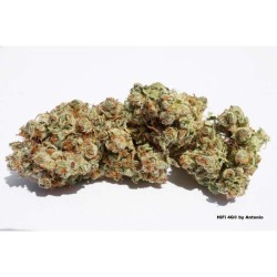 HiFi 4G - Dutch Passion femminizzati Dutch Passion €29,95