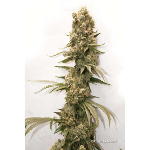 HiFi 4G - Dutch Passion femminizzati Dutch Passion €29,95