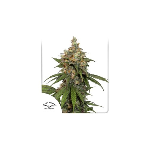 HiFi 4G - Dutch Passion femminizzati Dutch Passion €29,95