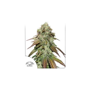 CBD Mazar - Dutch Passion femminizzati Dutch Passion €34,95