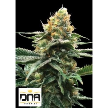 Sour Sorbet - DNA Genetics femminizzati DNA Genetics €40,00