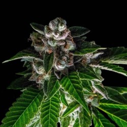 Bakers Delight - DNA Genetics femminizzati DNA Genetics €40,00 Bakers Delight - DNA Genetics femminizzati DNA Genetics €40,00