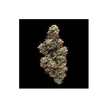 Bakers Delight - DNA Genetics femminizzati DNA Genetics €40,00 2