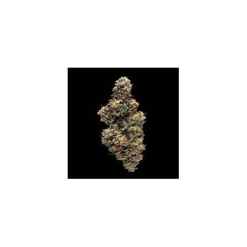Bakers Delight - DNA Genetics femminizzati DNA Genetics €40,00