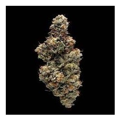 Bakers Delight - DNA Genetics femminizzati DNA Genetics €40,00 Bakers Delight - DNA Genetics femminizzati DNA Genetics €40,00