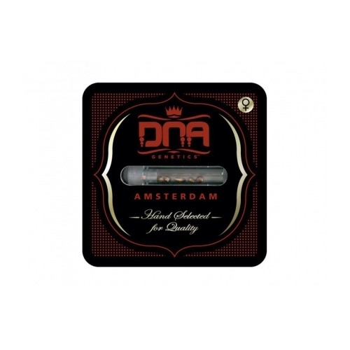 Bakers Delight - DNA Genetics femminizzati DNA Genetics €40,00