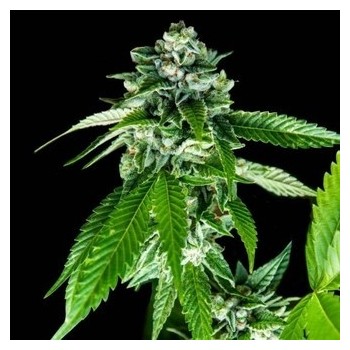 Sorbet Dreams - DNA Genetics femminizzati DNA Genetics €40,00