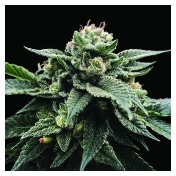 Sorbet Stash - DNA Genetics femminizzati DNA Genetics €40,00