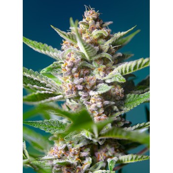 Purple Punch OG - Sweet Seeds femminizzati Sweet Seeds €28,00
