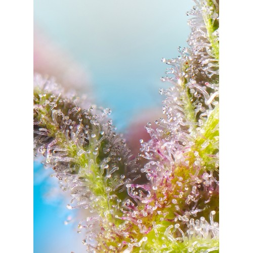 Purple Punch OG - Sweet Seeds femminizzati Sweet Seeds €28,00
