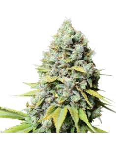 Kosher Haze - Super Sativa Seed Club femminizzati Super Sativa Seed Club €85,00 2