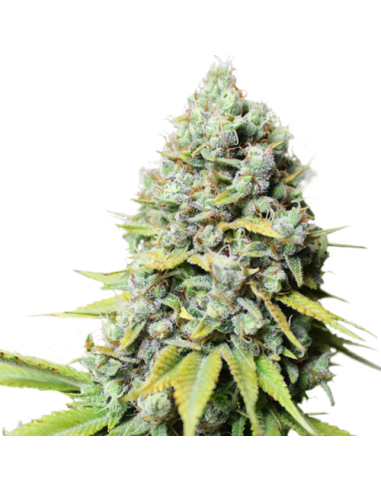 Kosher Haze - Super Sativa Seed Club femminizzati Super Sativa Seed Club €85,00