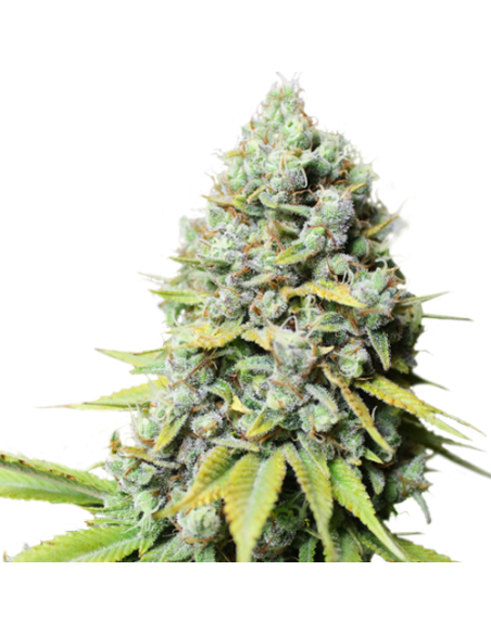 Kosher Haze - Super Sativa Seed Club femminizzati Super Sativa Seed Club €85,00 Kosher Haze - Super Sativa Seed Club femminizzati Super Sativa Seed Club €85,00