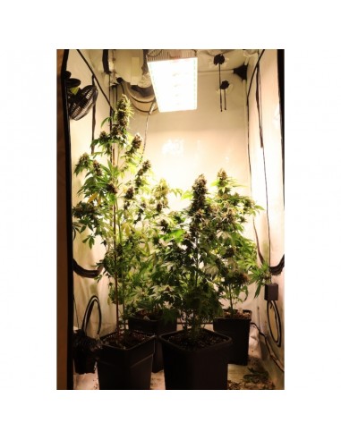 Kosher Haze - Super Sativa Seed Club femminizzati Super Sativa Seed Club €85,00