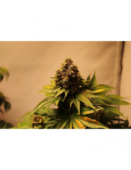 Kosher Haze - Super Sativa Seed Club femminizzati Super Sativa Seed Club €85,00 Kosher Haze - Super Sativa Seed Club femminizzati Super Sativa Seed Club €85,00