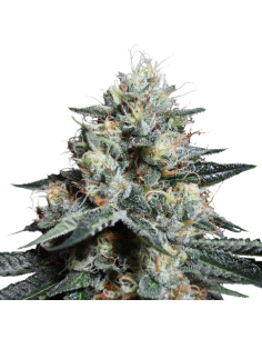 Lava Freeze - Super Sativa Seed Club femminizzati Super Sativa Seed Club €145,00 2
