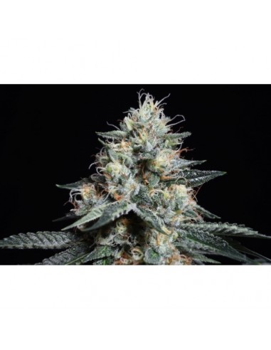 Lava Freeze - Super Sativa Seed Club femminizzati Super Sativa Seed Club €145,00