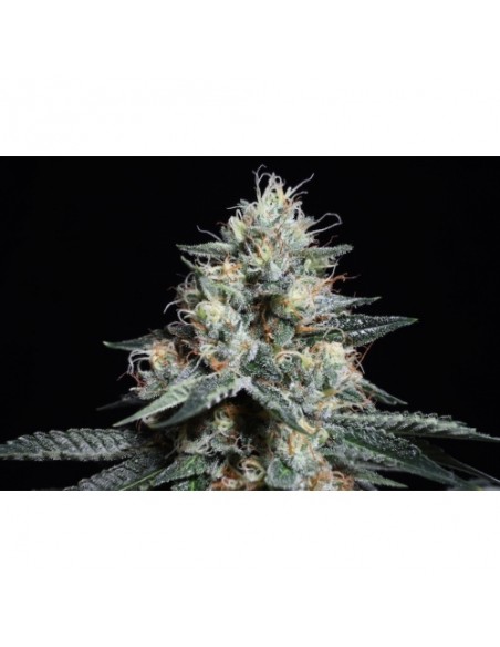 Lava Freeze - Super Sativa Seed Club femminizzati Super Sativa Seed Club €145,00