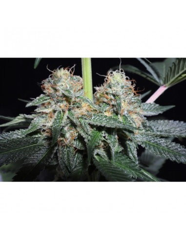 Lava Freeze - Super Sativa Seed Club femminizzati Super Sativa Seed Club €145,00
