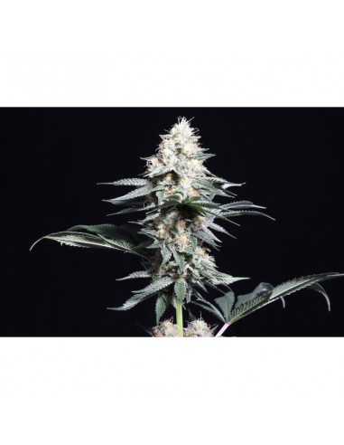 Lava Freeze - Super Sativa Seed Club femminizzati Super Sativa Seed Club €145,00