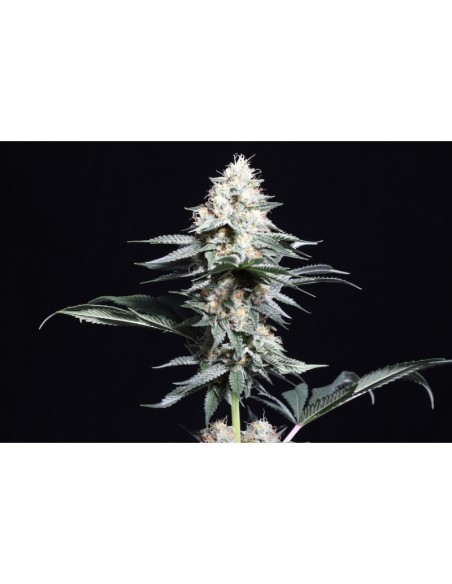 Lava Freeze - Super Sativa Seed Club femminizzati Super Sativa Seed Club €145,00