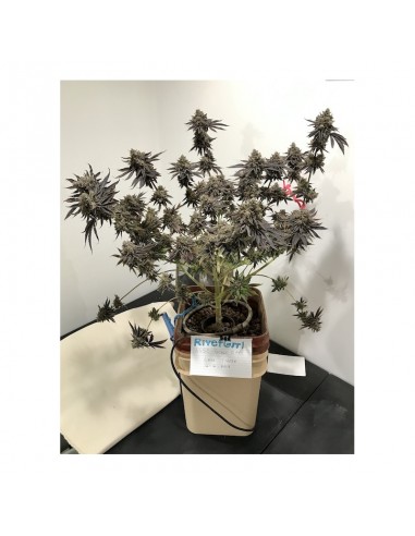Lava Freeze - Super Sativa Seed Club femminizzati Super Sativa Seed Club €145,00