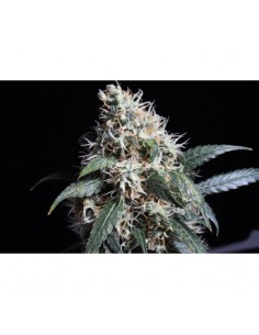 Pineapple Poison - Super Sativa Seed Club femminizzati Super Sativa Seed Club €65,00 2