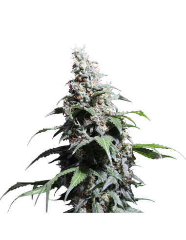 Pineapple Poison - Super Sativa Seed Club femminizzati Super Sativa Seed Club €65,00