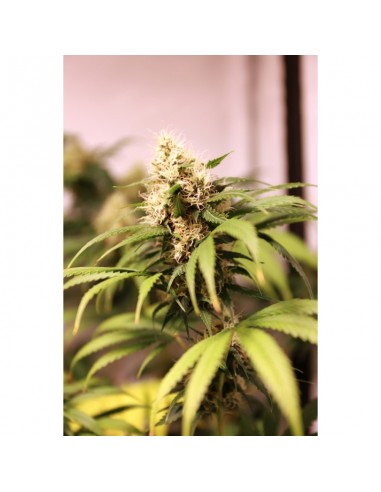 Pineapple Poison - Super Sativa Seed Club femminizzati Super Sativa Seed Club €65,00