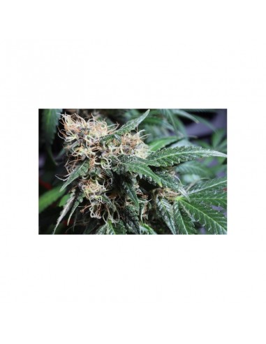 Pineapple Poison - Super Sativa Seed Club femminizzati Super Sativa Seed Club €65,00