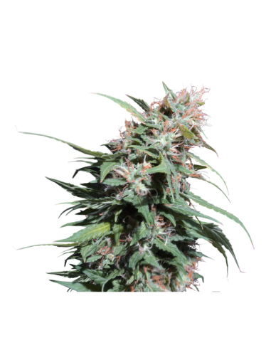 Pineapple Poison - Super Sativa Seed Club femminizzati Super Sativa Seed Club €65,00