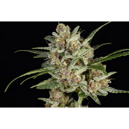 Super Mad Sky Floater - Super Sativa Seed Club femminizzati Super Sativa Seed Club €125,00