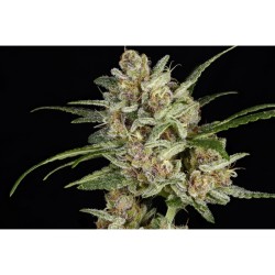 Super Mad Sky Floater - Super Sativa Seed Club femminizzati Super Sativa Seed Club €125,00