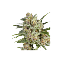 Super Mad Sky Floater - Super Sativa Seed Club femminizzati Super Sativa Seed Club €125,00
