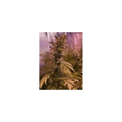 Super Mad Sky Floater - Super Sativa Seed Club femminizzati Super Sativa Seed Club €125,00