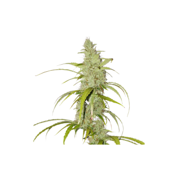 Auto Creeper - Super Sativa Seed Club femminizzati Super Sativa Seed Club €95,00 2