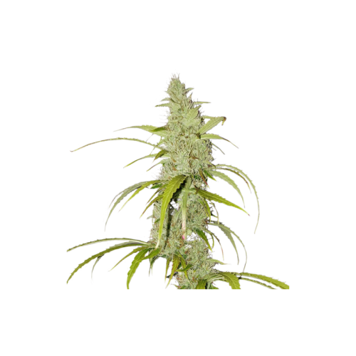 Auto Creeper - Super Sativa Seed Club femminizzati Super Sativa Seed Club €95,00