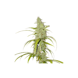 Auto Creeper - Super Sativa Seed Club femminizzati Super Sativa Seed Club €95,00