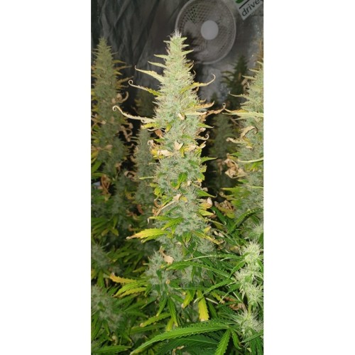 Auto Creeper - Super Sativa Seed Club femminizzati Super Sativa Seed Club €95,00
