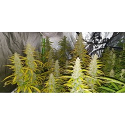 Auto Creeper - Super Sativa Seed Club femminizzati Super Sativa Seed Club €95,00
