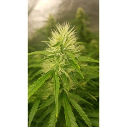 Auto Creeper - Super Sativa Seed Club femminizzati Super Sativa Seed Club €95,00