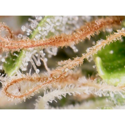 Auto Creeper - Super Sativa Seed Club femminizzati Super Sativa Seed Club €95,00