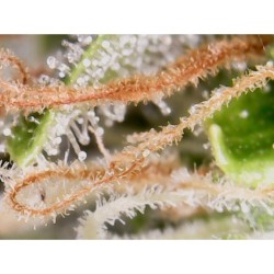 Auto Creeper - Super Sativa Seed Club femminizzati Super Sativa Seed Club €95,00