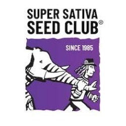 Auto Creeper - Super Sativa Seed Club femminizzati Super Sativa Seed Club €95,00