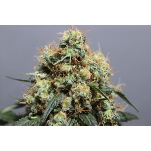 Bruce Lemon Diesel - Super Sativa Seed Club femminizzati Super Sativa Seed Club €41,00