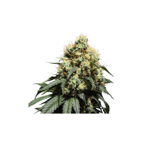 Bruce Lemon Diesel - Super Sativa Seed Club femminizzati Super Sativa Seed Club €41,00