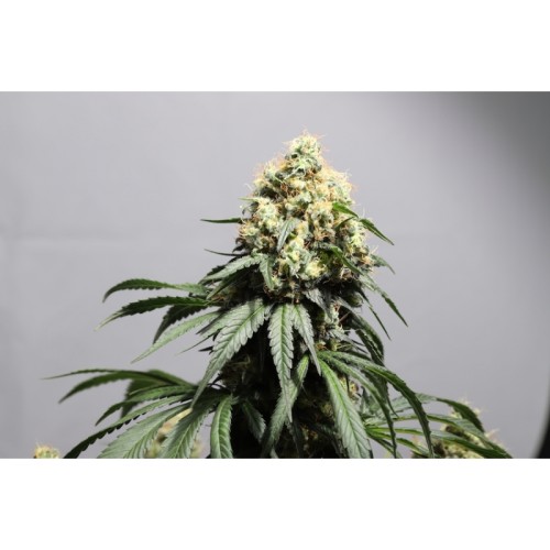 Bruce Lemon Diesel - Super Sativa Seed Club femminizzati Super Sativa Seed Club €41,00